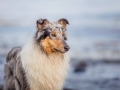 Hundemaedchen_Gaia_Rough_Collie_Langhaarcollie_bluemerle_Strand_Ostsee_Klein_Waabs_Schleswig_Holstein_Urlaub_Hund_Meer_Sand (63)