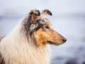 Hundemaedchen_Gaia_Rough_Collie_Langhaarcollie_bluemerle_Strand_Ostsee_Klein_Waabs_Schleswig_Holstein_Urlaub_Hund_Meer_Sand (65)