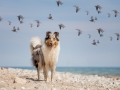 Hundemaedchen_Gaia_Rough_Collie_Langhaarcollie_bluemerle_Strand_Ostsee_Klein_Waabs_Schleswig_Holstein_Urlaub_Hund_Meer_Sand (9)