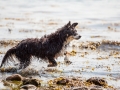 Hundemaedchen_Maggy_Border_Collie_Mischling_Strand_Ostsee_Klein_Waabs_Schleswig_Holstein_Urlaub_Hund_Meer_Sand (1)