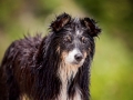 Hundemaedchen_Maggy_Border_Collie_Mischling_Strand_Ostsee_Klein_Waabs_Schleswig_Holstein_Urlaub_Hund_Meer_Sand (13)