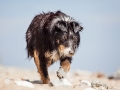Hundemaedchen_Maggy_Border_Collie_Mischling_Strand_Ostsee_Klein_Waabs_Schleswig_Holstein_Urlaub_Hund_Meer_Sand (15)