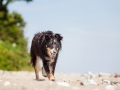 Hundemaedchen_Maggy_Border_Collie_Mischling_Strand_Ostsee_Klein_Waabs_Schleswig_Holstein_Urlaub_Hund_Meer_Sand (21)