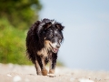 Hundemaedchen_Maggy_Border_Collie_Mischling_Strand_Ostsee_Klein_Waabs_Schleswig_Holstein_Urlaub_Hund_Meer_Sand (23)