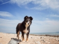 Hundemaedchen_Maggy_Border_Collie_Mischling_Strand_Ostsee_Klein_Waabs_Schleswig_Holstein_Urlaub_Hund_Meer_Sand (31)