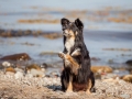 Hundemaedchen_Maggy_Border_Collie_Mischling_Strand_Ostsee_Klein_Waabs_Schleswig_Holstein_Urlaub_Hund_Meer_Sand (35)