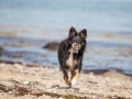 Hundemaedchen_Maggy_Border_Collie_Mischling_Strand_Ostsee_Klein_Waabs_Schleswig_Holstein_Urlaub_Hund_Meer_Sand (37)