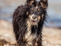 Hundemaedchen_Maggy_Border_Collie_Mischling_Strand_Ostsee_Klein_Waabs_Schleswig_Holstein_Urlaub_Hund_Meer_Sand (43)