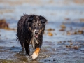 Hundemaedchen_Maggy_Border_Collie_Mischling_Strand_Ostsee_Klein_Waabs_Schleswig_Holstein_Urlaub_Hund_Meer_Sand (47)