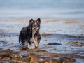 Hundemaedchen_Maggy_Border_Collie_Mischling_Strand_Ostsee_Klein_Waabs_Schleswig_Holstein_Urlaub_Hund_Meer_Sand (51)