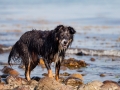 Hundemaedchen_Maggy_Border_Collie_Mischling_Strand_Ostsee_Klein_Waabs_Schleswig_Holstein_Urlaub_Hund_Meer_Sand (55)