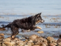 Hundemaedchen_Maggy_Border_Collie_Mischling_Strand_Ostsee_Klein_Waabs_Schleswig_Holstein_Urlaub_Hund_Meer_Sand (57)