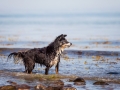 Hundemaedchen_Maggy_Border_Collie_Mischling_Strand_Ostsee_Klein_Waabs_Schleswig_Holstein_Urlaub_Hund_Meer_Sand (59)