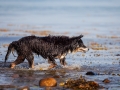 Hundemaedchen_Maggy_Border_Collie_Mischling_Strand_Ostsee_Klein_Waabs_Schleswig_Holstein_Urlaub_Hund_Meer_Sand (61)