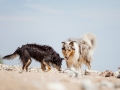 Hundemaedchen_Maggy_Gaia_Border_Collie_Langhaarcollie_Strand_Ostsee_Klein_Waabs_Schleswig_Holstein_Urlaub_Hund_Meer_Sand (1)