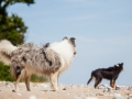 Hundemaedchen_Maggy_Gaia_Border_Collie_Langhaarcollie_Strand_Ostsee_Klein_Waabs_Schleswig_Holstein_Urlaub_Hund_Meer_Sand (3)