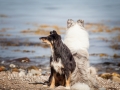 Hundemaedchen_Maggy_Gaia_Border_Collie_Langhaarcollie_Strand_Ostsee_Klein_Waabs_Schleswig_Holstein_Urlaub_Hund_Meer_Sand (5)