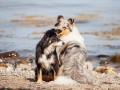 Hundemaedchen_Maggy_Gaia_Border_Collie_Langhaarcollie_Strand_Ostsee_Klein_Waabs_Schleswig_Holstein_Urlaub_Hund_Meer_Sand (9)