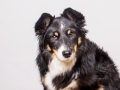 Border_Collie_Mischling_Maedchen_Maggy_tricolor_Hundefotografie_Marburg_Studioaufnahme (1)