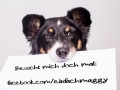 Border_Collie_Mischling_Maedchen_Maggy_tricolor_Hundefotografie_Marburg_Studioaufnahme (3b)