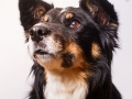 Border_Collie_Mischling_Maedchen_Maggy_tricolor_Hundefotografie_Marburg_Studioaufnahme (7)