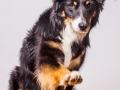 Border_Collie_Mischling_Maedchen_Maggy_tricolor_Hundefotografie_Marburg_Studioaufnahme (9)