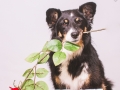 Border_Collie_Mischling_Maedchen_Maggy_tricolor_Hundefotografie_Marburg_Studioaufnahme_Happy_Birthday (1)