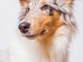 Langhaarcollie_Rough_Collie_Maedchen_Welpe_Gaia_bluemerle_Hundefotografie_Marburg_Studioaufnahme (1)
