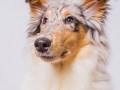 Langhaarcollie_Rough_Collie_Maedchen_Welpe_Gaia_bluemerle_Hundefotografie_Marburg_Studioaufnahme (3)