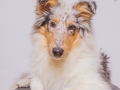 Langhaarcollie_Rough_Collie_Maedchen_Welpe_Gaia_bluemerle_Hundefotografie_Marburg_Studioaufnahme (5)