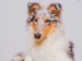 Langhaarcollie_Rough_Collie_Maedchen_Welpe_Gaia_bluemerle_Hundefotografie_Marburg_Studioaufnahme (7)