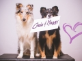 Langhaarcollie_Rough_Collie_Maedchen_Welpe_Gaia_bluemerle_Maggy_Border_Collie_Mischling_Maggy_tricolor__Studioaufnahme (4)