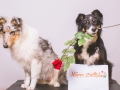 Langhaarcollie_Rough_Collie_Maedchen_Welpe_Gaia_bluemerle_Maggy_Border_Collie_Mischling_Maggy_tricolor__Studioaufnahme (6)