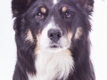 Hundefotografie_Tierfotografie_Marburg_Fotografin_Christine_Hemlep_Border_Collie_Mischlingshund_tricolor_Mix_Studio_senior_Maggy (17)