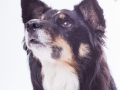 Hundefotografie_Tierfotografie_Marburg_Fotografin_Christine_Hemlep_Border_Collie_Mischlingshund_tricolor_Mix_Studio_senior_Maggy (19)