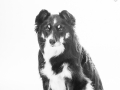 Hundefotografie_Tierfotografie_Marburg_Fotografin_Christine_Hemlep_Border_Collie_Mischlingshund_tricolor_Mix_Studio_senior_Maggy (22)