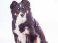 Hundefotografie_Tierfotografie_Marburg_Fotografin_Christine_Hemlep_Border_Collie_Mischlingshund_tricolor_Mix_Studio_senior_Maggy (23)