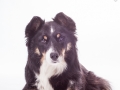 Hundefotografie_Tierfotografie_Marburg_Fotografin_Christine_Hemlep_Border_Collie_Mischlingshund_tricolor_Mix_Studio_senior_Maggy (29)