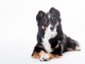 Hundefotografie_Tierfotografie_Marburg_Fotografin_Christine_Hemlep_Border_Collie_Mischlingshund_tricolor_Mix_Studio_senior_Maggy (33)