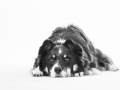 Hundefotografie_Tierfotografie_Marburg_Fotografin_Christine_Hemlep_Border_Collie_Mischlingshund_tricolor_Mix_Studio_senior_Maggy (42)