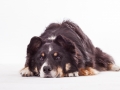 Hundefotografie_Tierfotografie_Marburg_Fotografin_Christine_Hemlep_Border_Collie_Mischlingshund_tricolor_Mix_Studio_senior_Maggy (43)