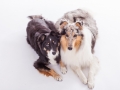 Hundefotografie_Tierfotografie_Marburg_Fotografin_Christine_Hemlep_Langhaarcollie_Collie_blue_merle_Studio_Border_Collie_Mix_tricolor (1)