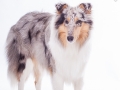 Hundefotografie_Tierfotografie_Marburg_Fotografin_Christine_Hemlep_Langhaarcollie_Collie_blue_merle_Studio_Junghund_Gaia (17)