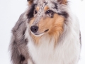 Hundefotografie_Tierfotografie_Marburg_Fotografin_Christine_Hemlep_Langhaarcollie_Collie_blue_merle_Studio_Junghund_Gaia (23)