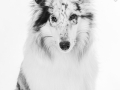 Hundefotografie_Tierfotografie_Marburg_Fotografin_Christine_Hemlep_Langhaarcollie_Collie_blue_merle_Studio_Junghund_Gaia (26)