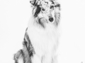 Hundefotografie_Tierfotografie_Marburg_Fotografin_Christine_Hemlep_Langhaarcollie_Collie_blue_merle_Studio_Junghund_Gaia (28)