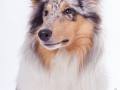 Hundefotografie_Tierfotografie_Marburg_Fotografin_Christine_Hemlep_Langhaarcollie_Collie_blue_merle_Studio_Junghund_Gaia (33)