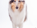 Hundefotografie_Tierfotografie_Marburg_Fotografin_Christine_Hemlep_Langhaarcollie_Collie_blue_merle_Studio_Junghund_Gaia (47)