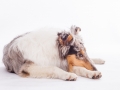 Hundefotografie_Tierfotografie_Marburg_Fotografin_Christine_Hemlep_Langhaarcollie_Collie_blue_merle_Studio_Junghund_Gaia (49)