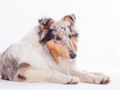 Hundefotografie_Tierfotografie_Marburg_Fotografin_Christine_Hemlep_Langhaarcollie_Collie_blue_merle_Studio_Junghund_Gaia (51)